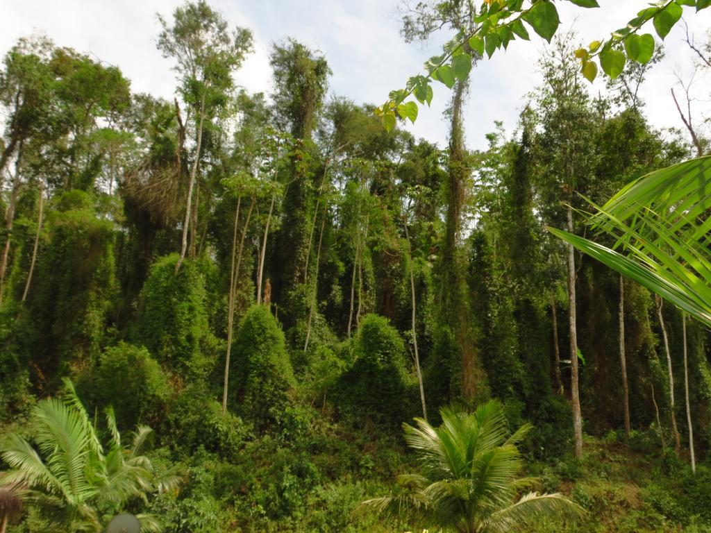Pousada Bangalô de Barro Parati Extérieur photo